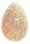 Яйца Черного дрозда  Рис. 4