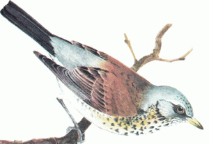 Дрозд-рябинник(Turdus pilaris) Рис 1