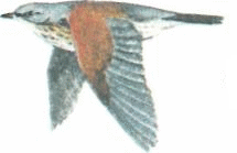 Окраска оперения 
Дрозда-рябинника Рис. 2