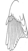 Строение крыла  Горихвостки чернушки Рис. 3