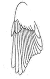 Строение крыла Гоихвостки-лысушки Рис. 4