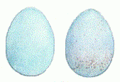 Яйца Лугового чекана Рис. 3