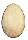  Яйца Обыкновенного соловья Рис. 3