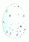Яйца певчего дрозда Рис. 3