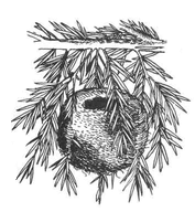 Гнездо Желтоголового королька  Рис. 3