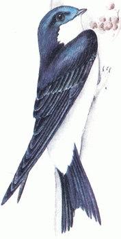 Городская ласточка, или воронок (Delichon Urbica) Рис 1
