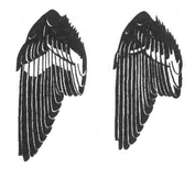 Строение крыла Мухоловки-белошейки  Рис. 3