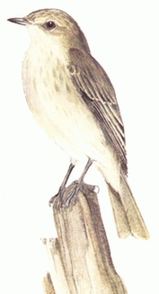 Серая мухоловка (Muscicapa Striata) Рис 1