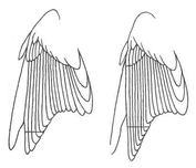 Строение крыла Болотной камышевки  Рис. 2,3