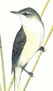 Дроздовидная камышевка (Acrocephalus arundinaceus) Рис 1