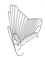 Строение крыла Большого сорокопута Рис. 2