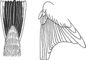 Строение  крыла, хвоста Лугового конька Рис. 2,3