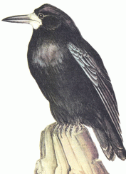 Грач (Corvus frugilegus) Рис. 1