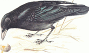 Ворона (Corvus cor one) Рис. 1