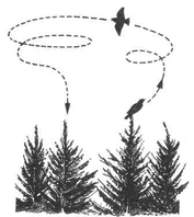 Траектория полета Лесного жаворонка Рис.2