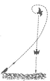 Траектория полета Полевого жаворонка Рис. 3