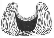 Гнездо белобровика Рис. 3