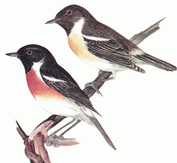  Черноголовый чекан (Saxicola torquata) Рис 1, 2
