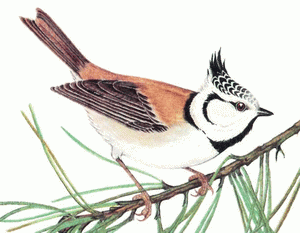 Хохлатая cиница, или гренаде(Parus cristatus) Рис 1