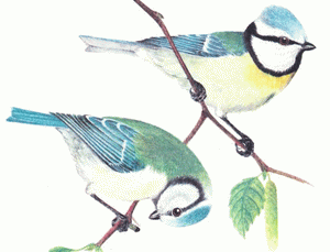 Лазоревка(Parus caeruleus) Рис 1,2